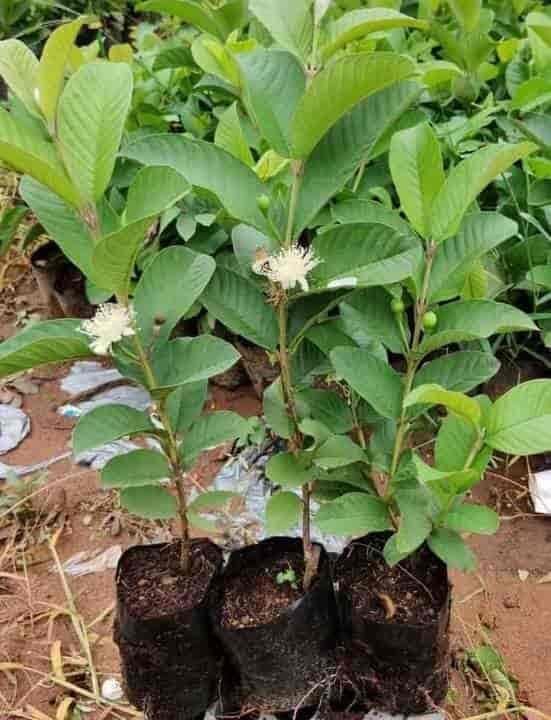 ILAHABAD WHITE GUAVA
